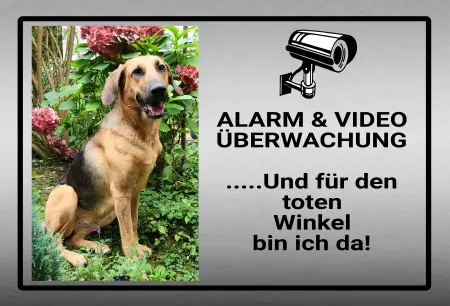 TierschildHunde Alarm & Video Überwachung Bild