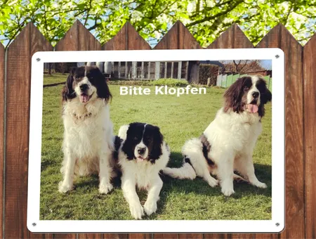 TierschildHunde Bitte klopfen Bild
