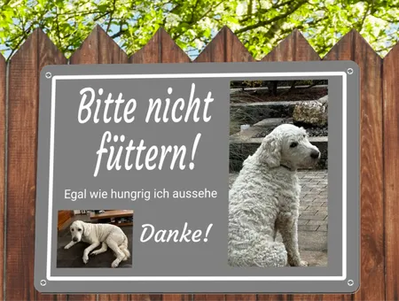 TierschildHunde Bitte nicht füttern! Bild
