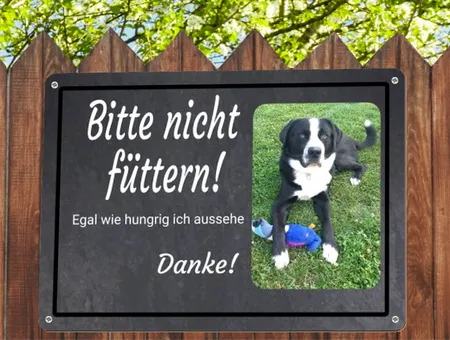 TierschildHunde Bitte nicht füttern! Bild