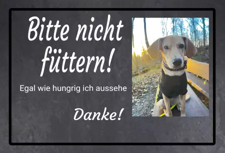 TierschildHunde Bitte nicht füttern! Bild