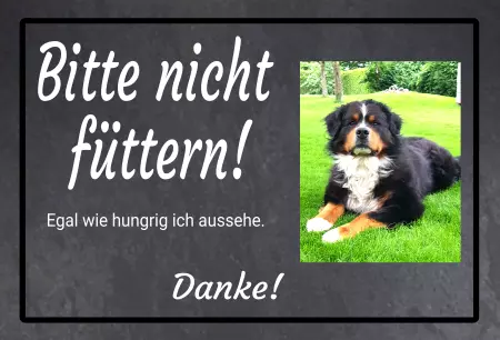 TierschildHunde Bitte nicht füttern! Bild