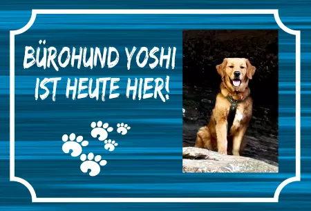 Tierschild Hunde Bürohund Yoshi ist heute hier! Bild