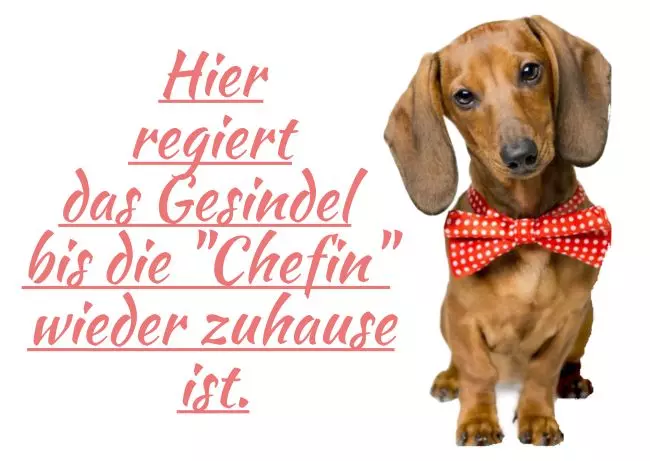TierschildHunde Das Gesindel regiert Bild
