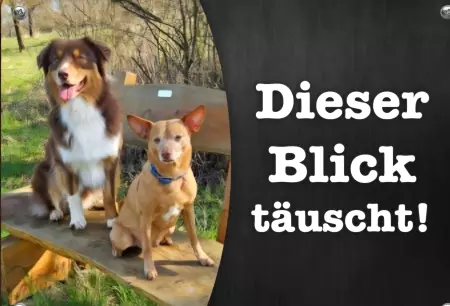 TierschildHunde Der Blick täuscht! Bild