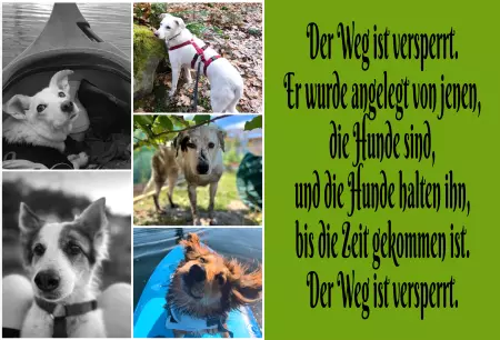 TierschildHunde Der Weg ist versperrt.... Bild