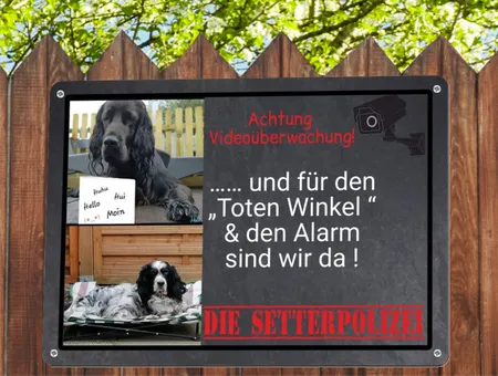 TierschildHunde Die Setterpolizei Bild