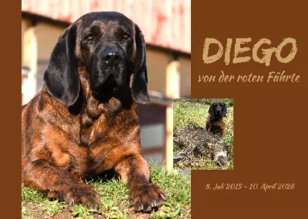 TierschildHunde DIEGO Bild