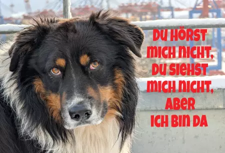 TierschildHunde Du hörst mich nicht ... Bild
