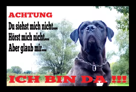 TierschildHunde Du siehst mich nicht... Bild