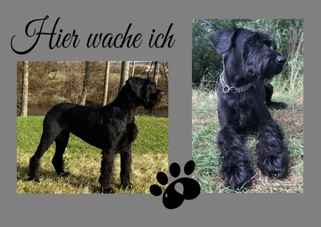 TierschildHunde Hier wache ich Bild