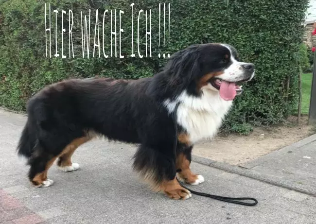 TierschildHunde Hier wache ich Bild