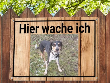 TierschildHunde Hier wache ich Bild