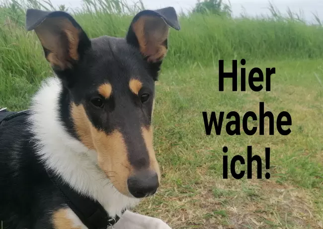 TierschildHunde Hier wache ich Bild