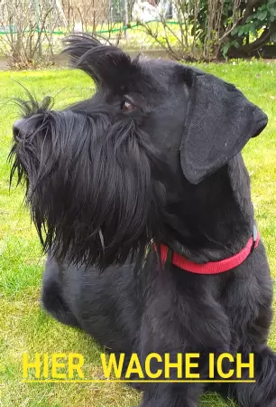 TierschildHunde HIER WACHE ICH Bild