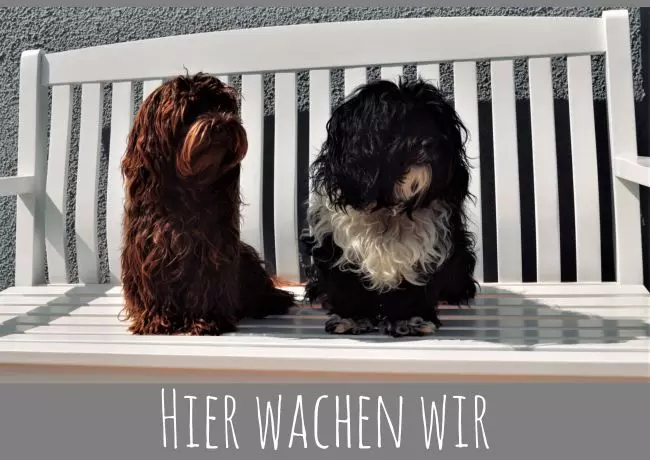 TierschildHunde Hier wachen wir Bild
