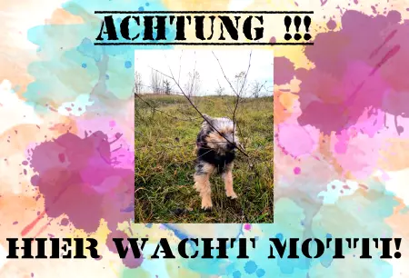 TierschildHunde HIER WACHT MOTTI! Bild