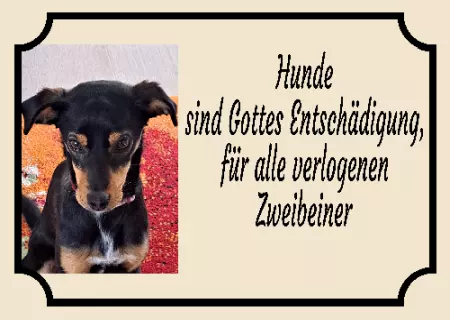 TierschildHunde Hunde sind Gottes Entschädigung, ... Bild
