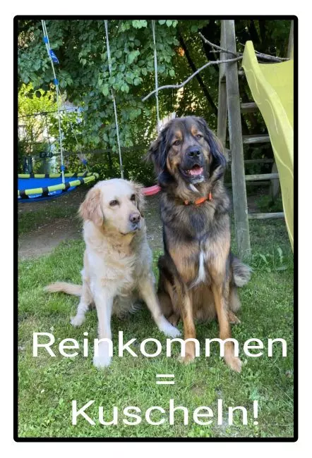 TierschildHunde Huscheln Bild