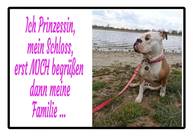 TierschildHunde Ich Prinzessin... Bild