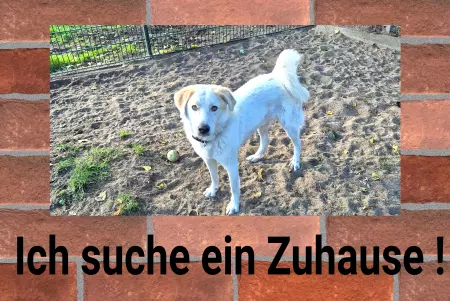 TierschildHunde Ich suche ein Zuhause Bild