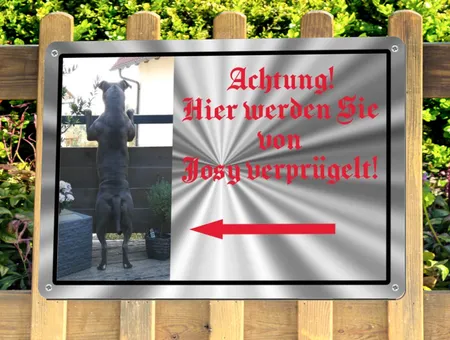 TierschildHunde Josy Bild