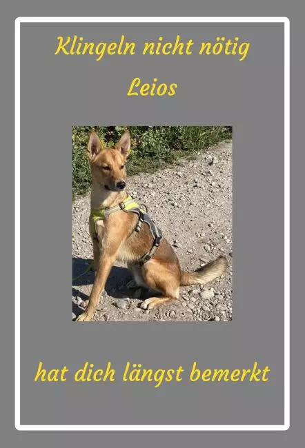 TierschildHunde Klingeln nicht nötig Bild