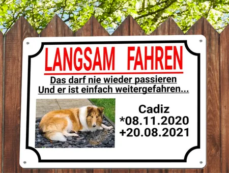 TierschildHunde Langsam fahren Bild