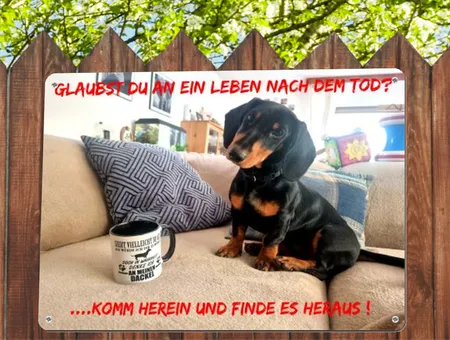 TierschildHunde Leben nach dem Tod Bild