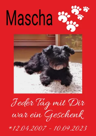 TierschildHunde Mascha Bild