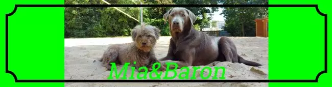 TierschildHunde Mia&Baron Bild