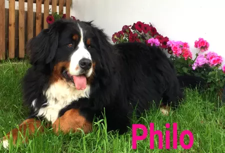 TierschildHunde Philo Bild
