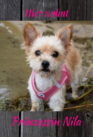 TierschildHunde Prinzessin Nila Bild
