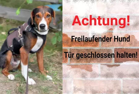 Tierschild Hunde Türen geschlossen halten! Bild