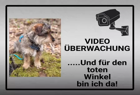 TierschildHunde Video Überwachung Bild