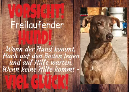 Tierschild Hunde Wenn keine Hilfe kommt, viel Glück! Bild