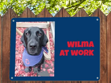 TierschildHunde WILMA AT WORK Bild