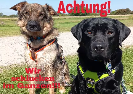 Tierschild Hunde Wir schlucken im Ganzen!! Bild